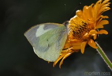 Bellavista Lepidoptera 02