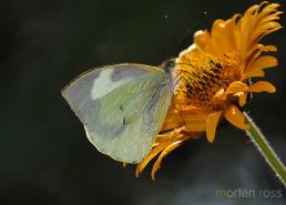 Bellavista Lepidoptera 02