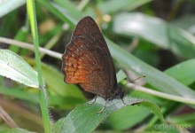 Bellavista Lepidoptera 03