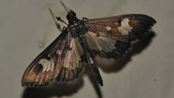 Tandayapa Lepidoptera 34