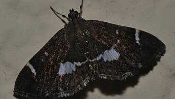 Tandayapa Lepidoptera 39