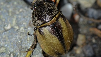San Isidro beetle 01