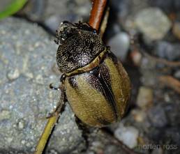 San Isidro beetle 01