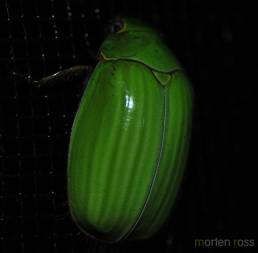 San Isidro beetle 02