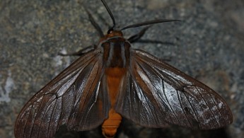 San Isidro Lepidoptera 01