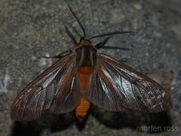 San Isidro Lepidoptera 01