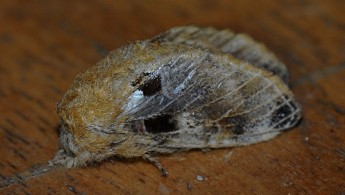 San Isidro Lepidoptera 03