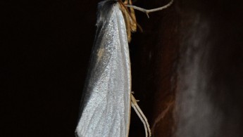 San Isidro Lepidoptera 05