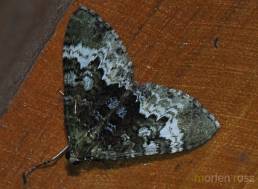 San Isidro Lepidoptera 06