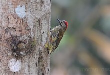 Golden-olive woodpecker (Piculus rubiginosus)