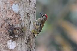Golden-olive woodpecker (Piculus rubiginosus)