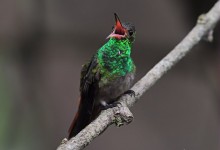 Rufous-tailed hummingbird (Amazilia tzacatl)