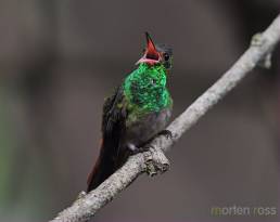 Rufous-tailed hummingbird (Amazilia tzacatl)