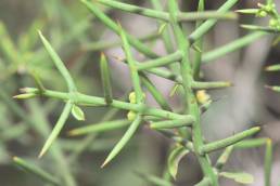 Spiny bush (Scutia spicata var pauciflora)