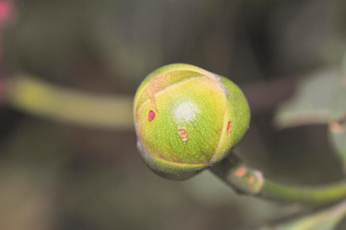 Hydrangea peruviana