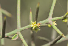 Spiny bush (Scutia spicata var pauciflora)
