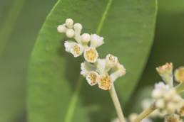 White mangrove (Laguncularia racemosa)