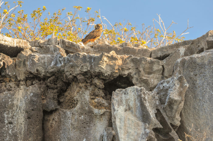 Galápagos Short-eared Owl (Asio flammeus galapagoensis)