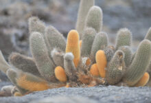 Lava cactus (Brachycereus nesioticus)