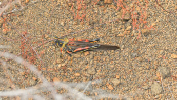 Large Painted Locust (Schistocerca melanocera)