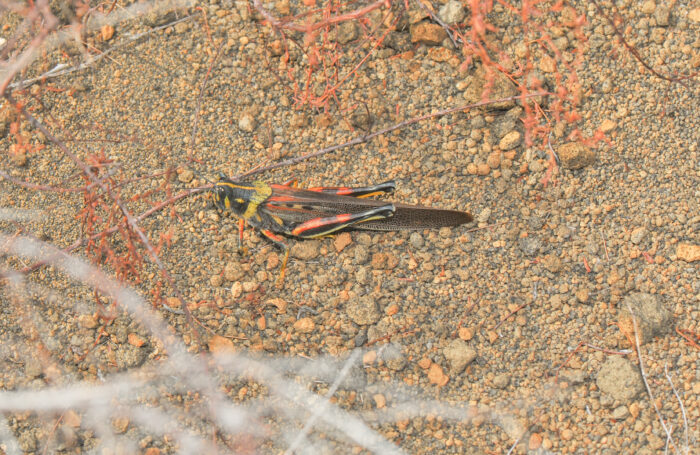 Large Painted Locust (Schistocerca melanocera)