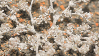 Gray matplant (Tiquilia nesiotica)