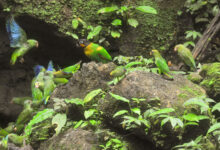 Scarlet-shouldered (Parrotlet Touit huetii)