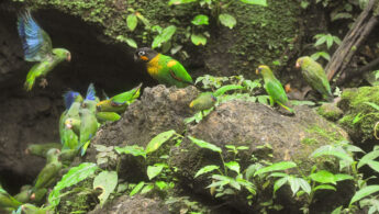 Scarlet-shouldered (Parrotlet Touit huetii)