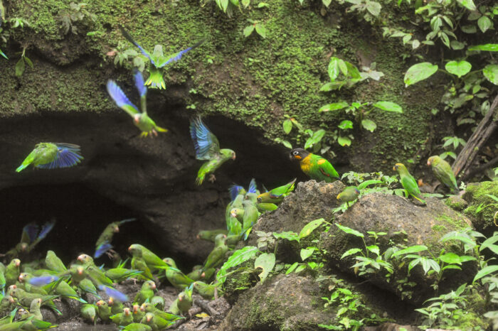 Scarlet-shouldered Parrotlet (Touit huetii)
