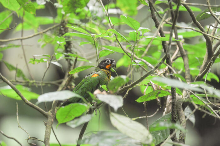 Orange-cheeked Parrot (Pyrilia barrabandi)