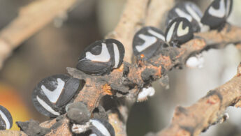 Black-and-white Treehopper (Membracis foliatafasciata)