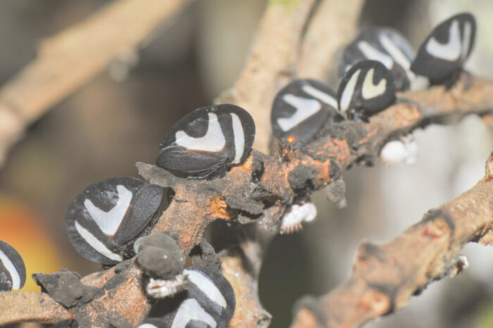 Black-and-white Treehopper (Membracis foliatafasciata)