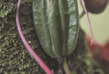 Wild cocoa (Herrania mariae)