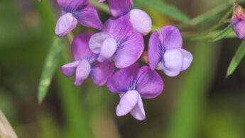 Yanacocha plant 09 (Tephrosia sp?)