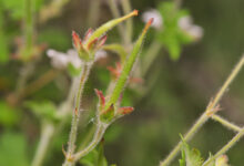 Yanacocha plant 08 (Geranium sp)