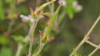 Yanacocha plant 08 (Geranium sp)