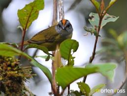 Russet-crowned Warbler (Basileuterus coronatus)