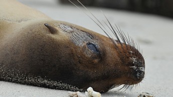 Galápagos sea lion (Zalophus wollebaeki)