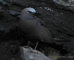 Brown Noddy (Anous stolidus galapagensis)