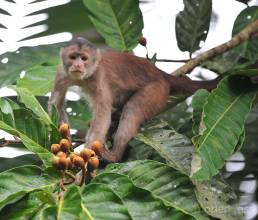 White-fronted Capuchin (Cebus albifrons)