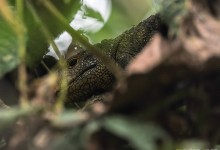 Caiman Lizard (Dracaena Guianensis)