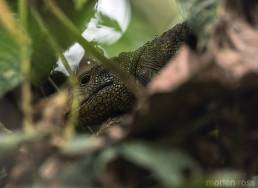 Caiman Lizard (Dracaena Guianensis)