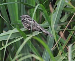 Ladder-tailed Nightjar (Hydropsalis climacocerca)