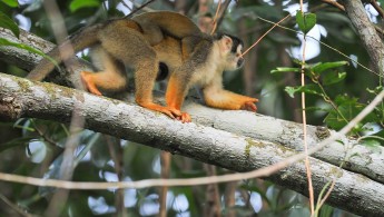 Common squirrel monkey (Saimiri sciureus)