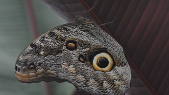 Owl butterfly (Caligo sp)