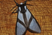 San Isidro Lepidoptera 07