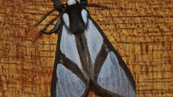 San Isidro Lepidoptera 07