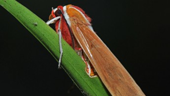 San Isidro Lepidoptera 10