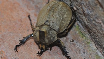 San Isidro beetle 03