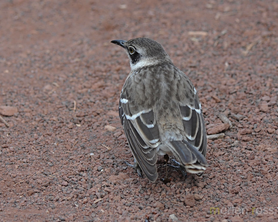 Galápagos Mockingbird (Mimus parvulus)